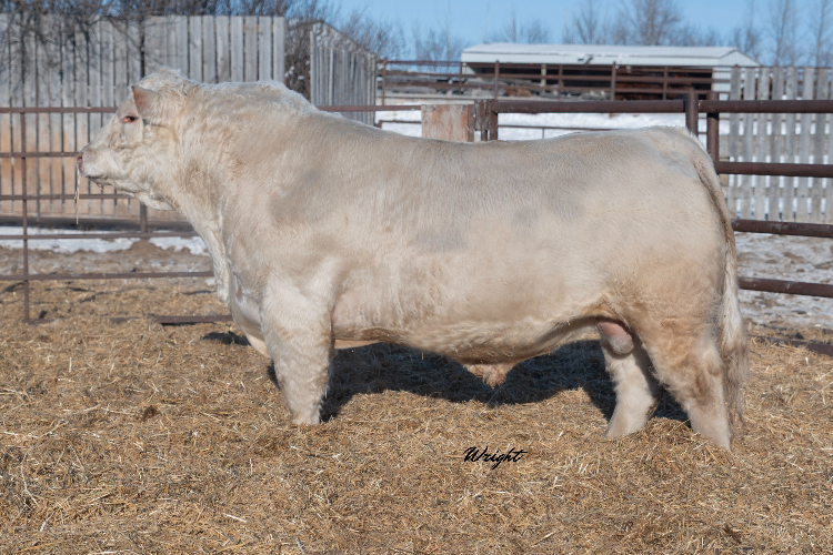 bull